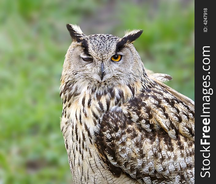 Eagle owl. Russian nature, Voronezh.