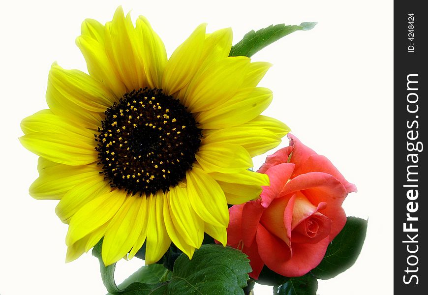 Nice yellow sunflower with red rose on white background. Nice yellow sunflower with red rose on white background.