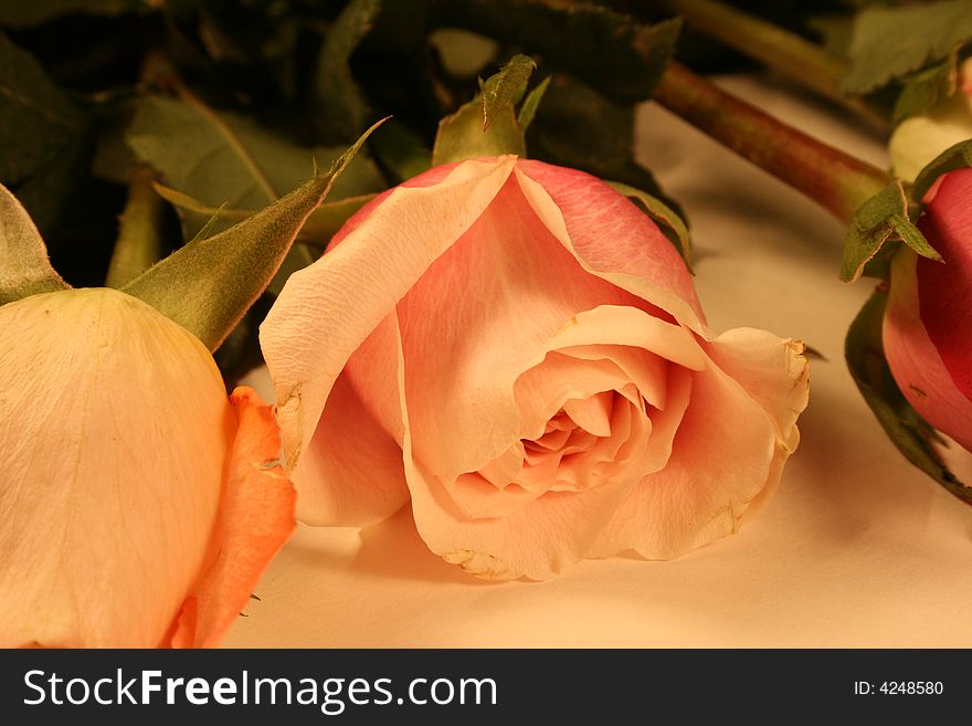 Pretty softly lit rose on an old parchment backdrop. Pretty softly lit rose on an old parchment backdrop.