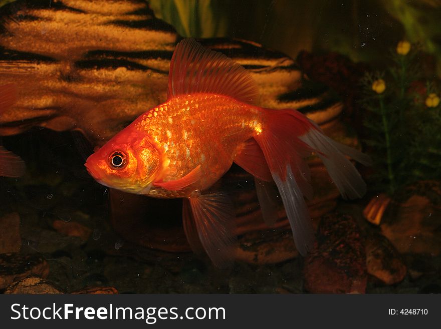 Gold small fish in an aquarium. Gold small fish in an aquarium