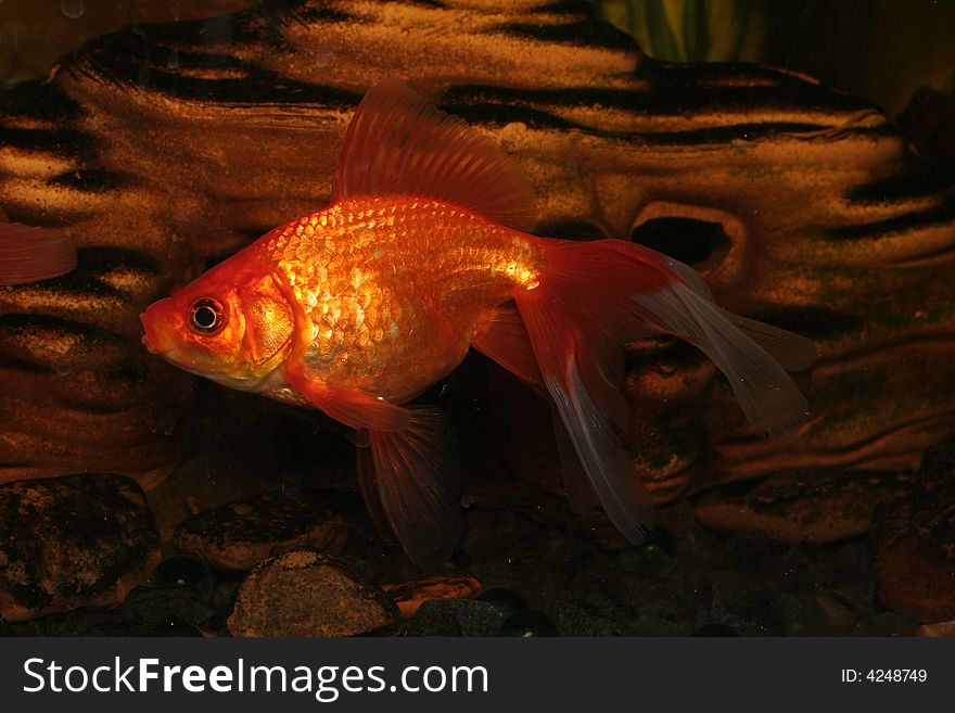 Gold Fish In Aquarium