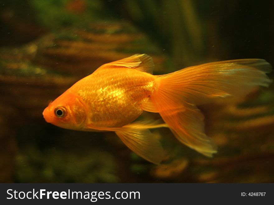 Gold small fish in an aquarium. Gold small fish in an aquarium