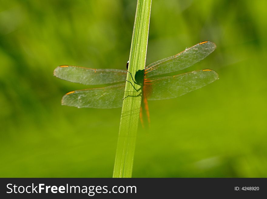 Dragonfly On Zhe Leaf