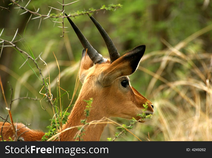 Head of young male impala in the grass in the Mabalingwe Reserve (South Africa). Head of young male impala in the grass in the Mabalingwe Reserve (South Africa)