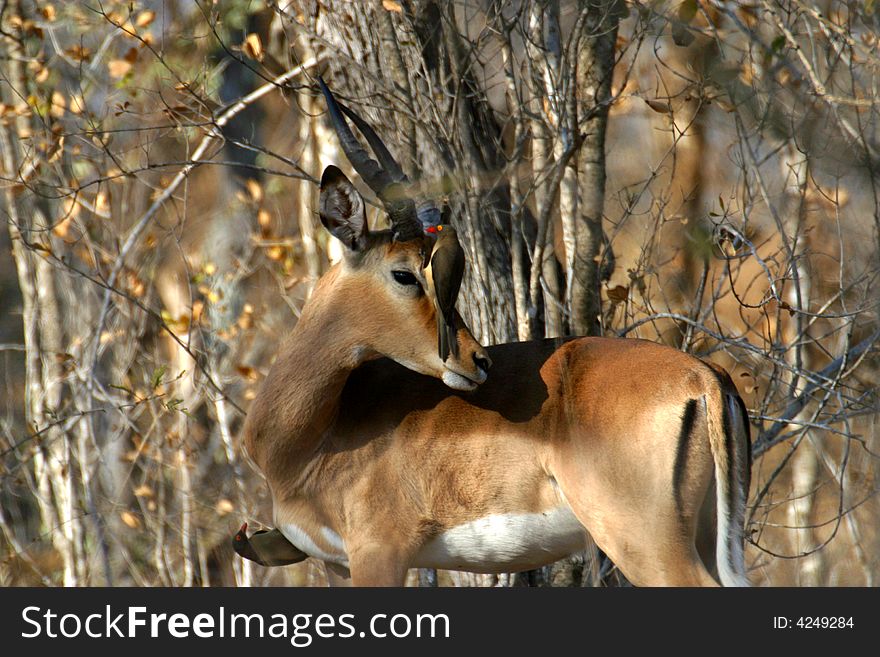 Impala with Oxpecker on its head in the Kruger National Park (South Africa). Impala with Oxpecker on its head in the Kruger National Park (South Africa)