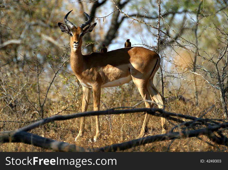 Impala with Oxpecker on its back in the Kruger National Park (South Africa). Impala with Oxpecker on its back in the Kruger National Park (South Africa)