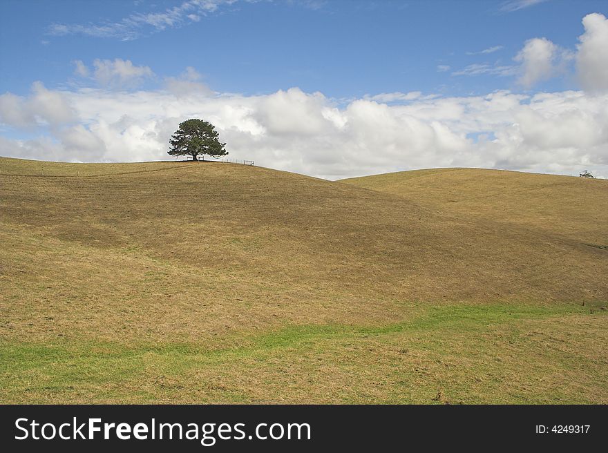 Single tree on hill in summer. Single tree on hill in summer