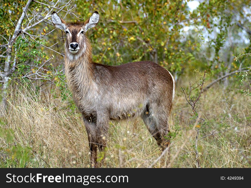 Proud Waterbuck in the grass in the Kruger National Park (South Africa)