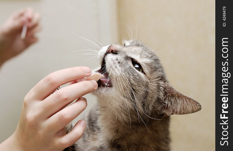 A cat is being fed. A cat is being fed