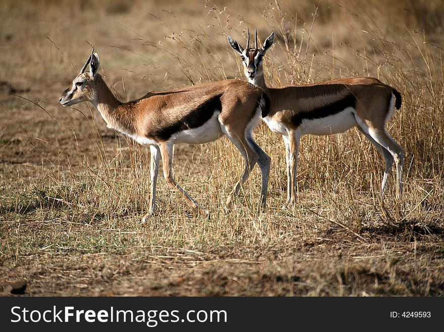 Springbok on the grasslands of the Masai Mara Reserve (Kenya)