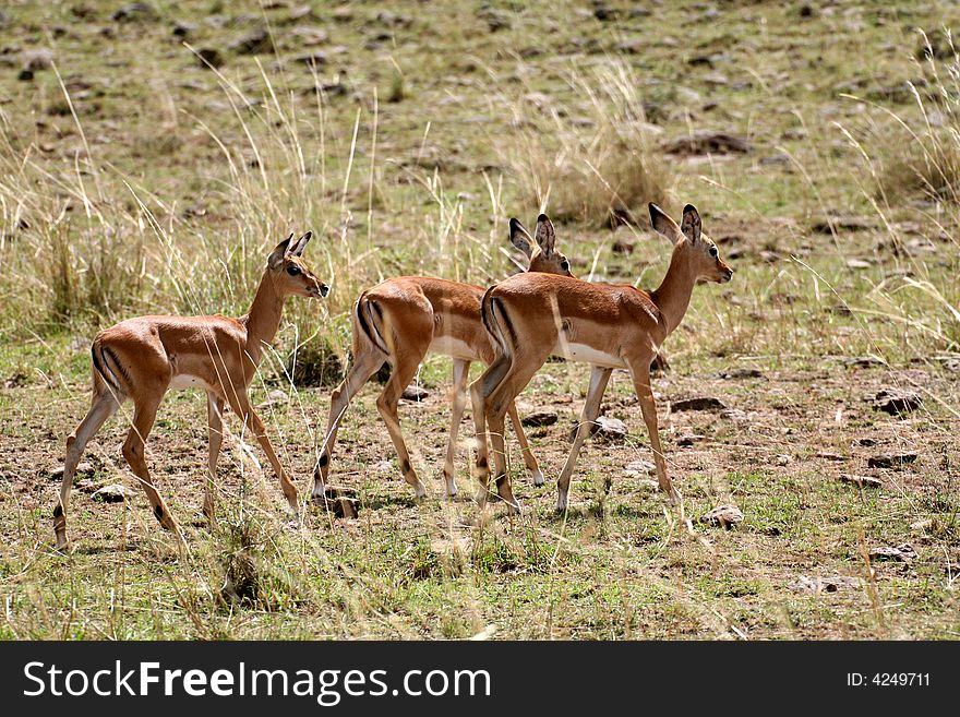 Group of baby impala in the Masai Mara Reserve (Kenya)