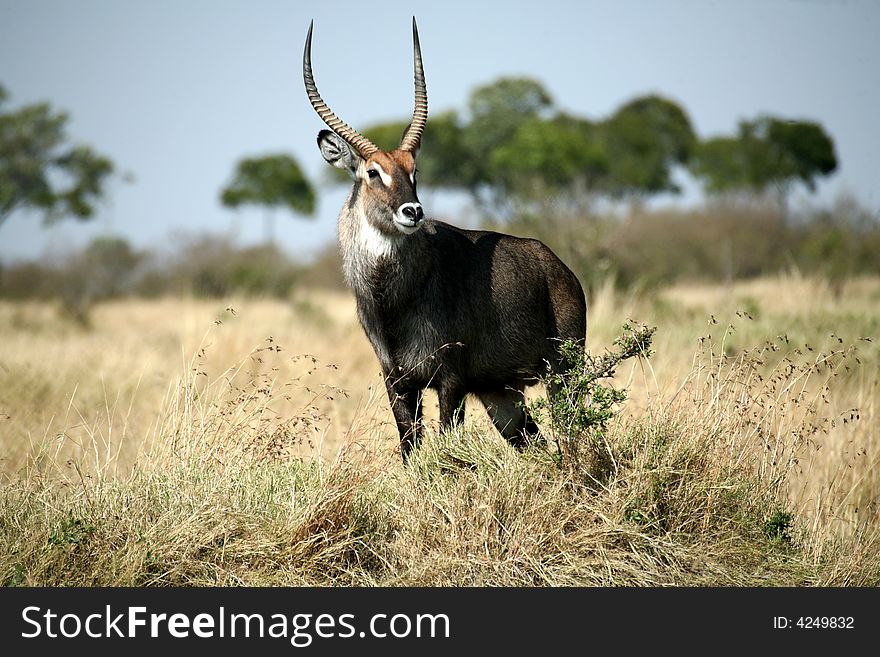 Waterbuck standing on a grass hill in the Masa Mara Reserve (Kenya)