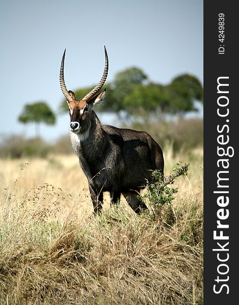 Waterbuck standing on a grass hill in the Masa Mara Reserve (Kenya)