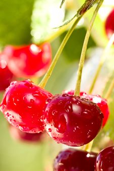Cherries On A Branch Stock Images