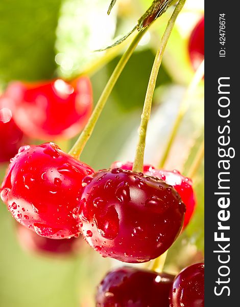 Bunch of red cherries on a branch