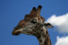 Giraffe Royalty Free Stock Image