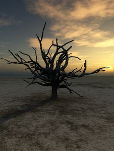 Barren Tree 230 Royalty Free Stock Images Barren Tree 230 Royalty Free Stock Images