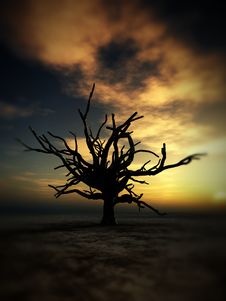 Barren Tree 232 Royalty Free Stock Images Barren Tree 232 Royalty Free Stock Images