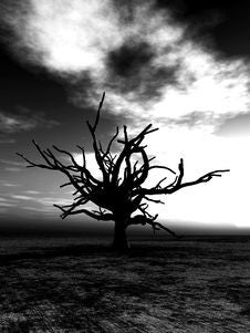Barren Tree 233 Stock Photography Barren Tree 233 Stock Photography