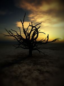 Barren Tree 236 Stock Images Barren Tree 236 Stock Images