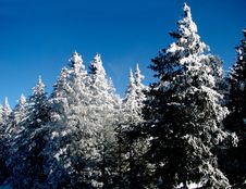 Snow Covered Trees On Sierra Blanca Stock Images