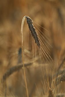 Field Of Wheat Stock Photo Field Of Wheat Stock Photo