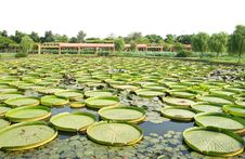 Victoria Amazonica Stock Photography Victoria Amazonica Stock Photography