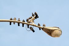 Lamp Post Pigeons Stock Image