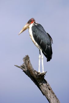 Marabou Stork Royalty Free Stock Images
