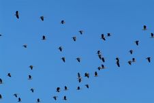 Geese Flying Royalty Free Stock Photo