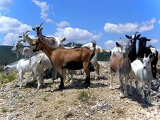 Goats Stock Photography Goats Stock Photography