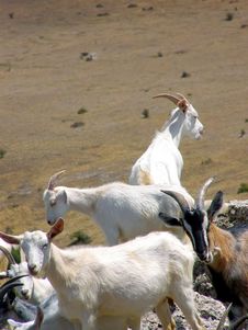 Goats Royalty Free Stock Image Goats Royalty Free Stock Image
