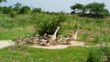 Wild Goose Family Stock Photography Wild Goose Family Stock Photography