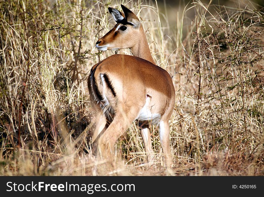 Impala standing in the grass with head turned in the Pilanesberg Reserve (South Africa). Impala standing in the grass with head turned in the Pilanesberg Reserve (South Africa)