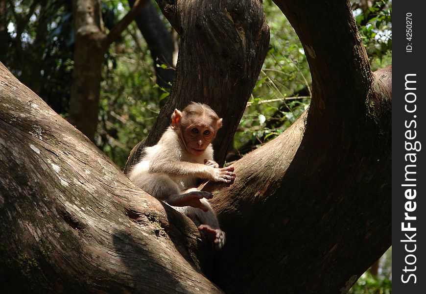 A sad baby Monkey left behind by its mother. A sad baby Monkey left behind by its mother