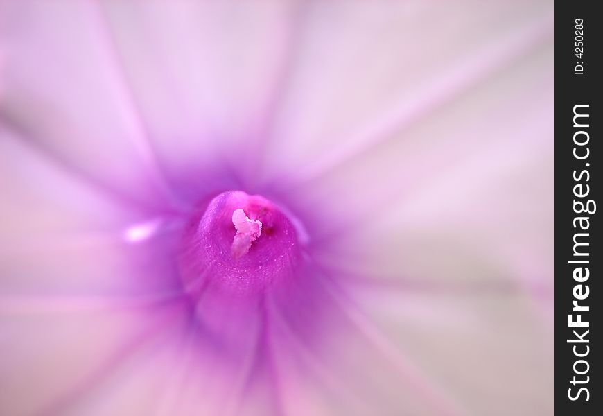 A closer view into a flower. A closer view into a flower