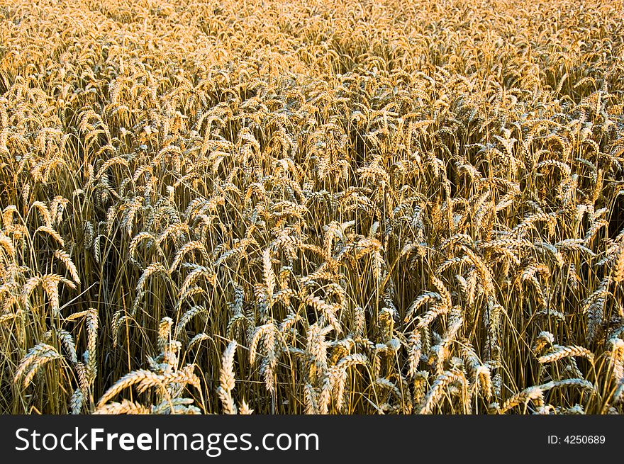 A field of wheat ready for harvest. A field of wheat ready for harvest