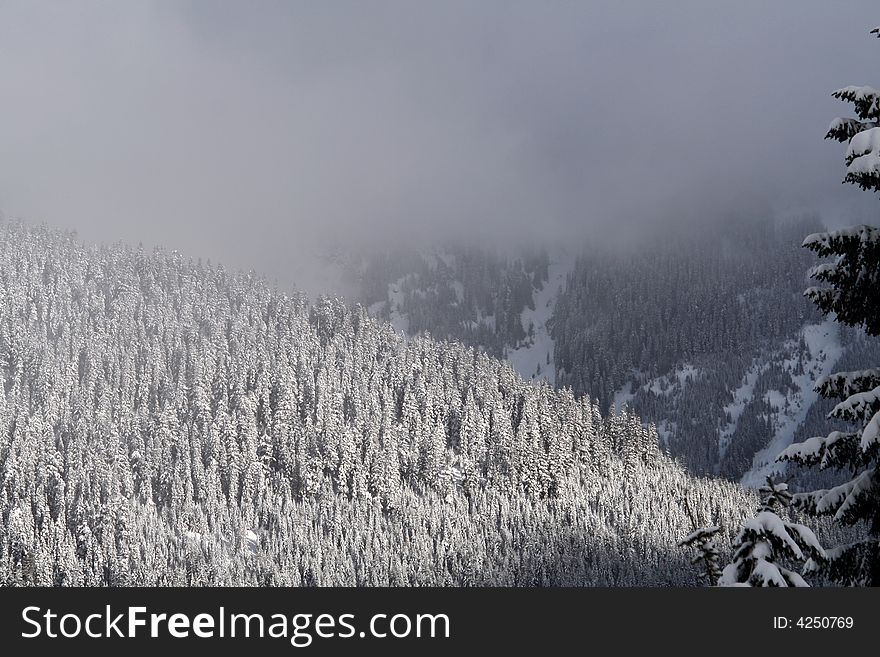 Snow covered evergreen trees high up in the Cascade Mountains. Snow covered evergreen trees high up in the Cascade Mountains.