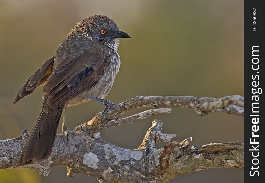 A Bushveld Bird that moves around in very noisy groups. A Bushveld Bird that moves around in very noisy groups