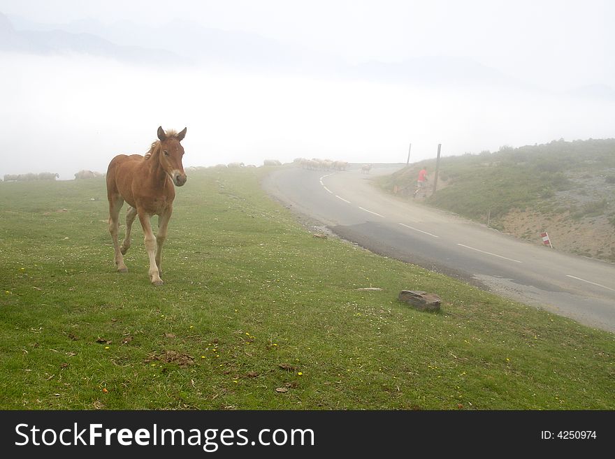 Horse in fog in mountains