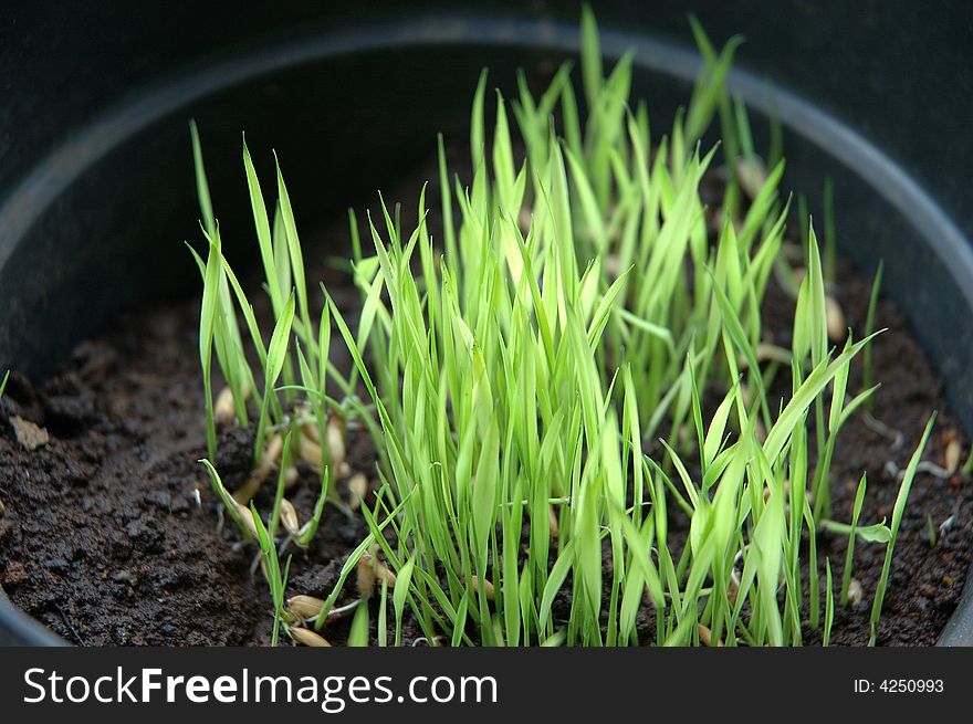Rice seed growth in black basket