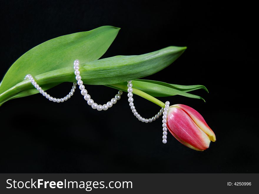 Single spring tulip wrapped in pearls. Single spring tulip wrapped in pearls.