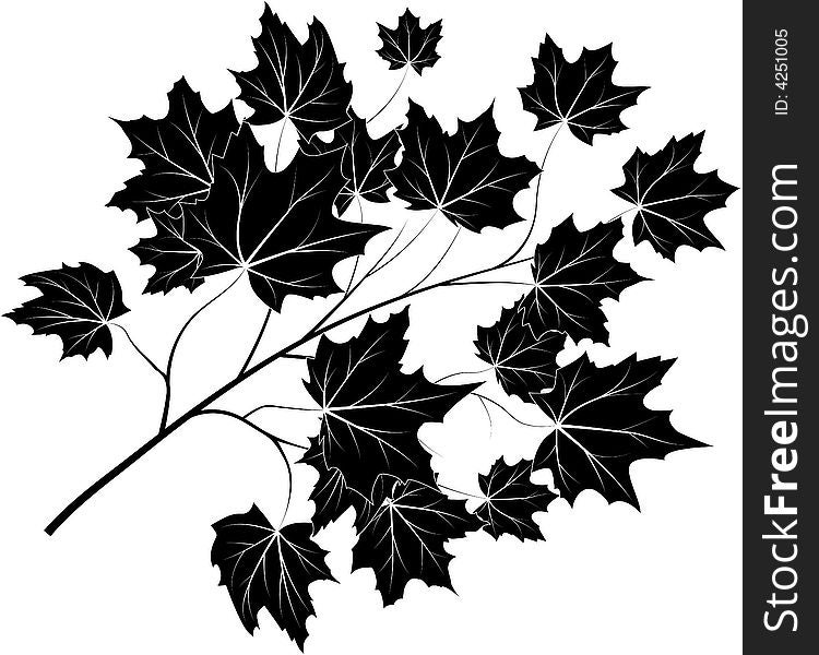 Vector illustration of maple branch