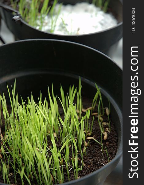 Rice seed growth in black basket