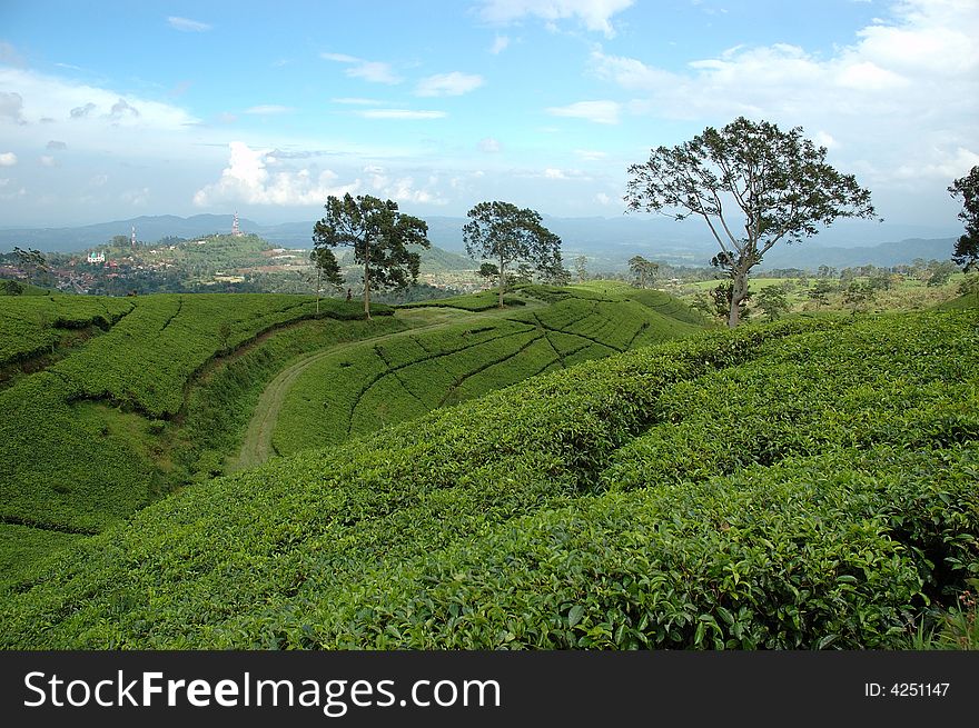 Green tea that growth well in indonesia