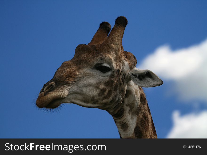 Giraffe head against a blue sky