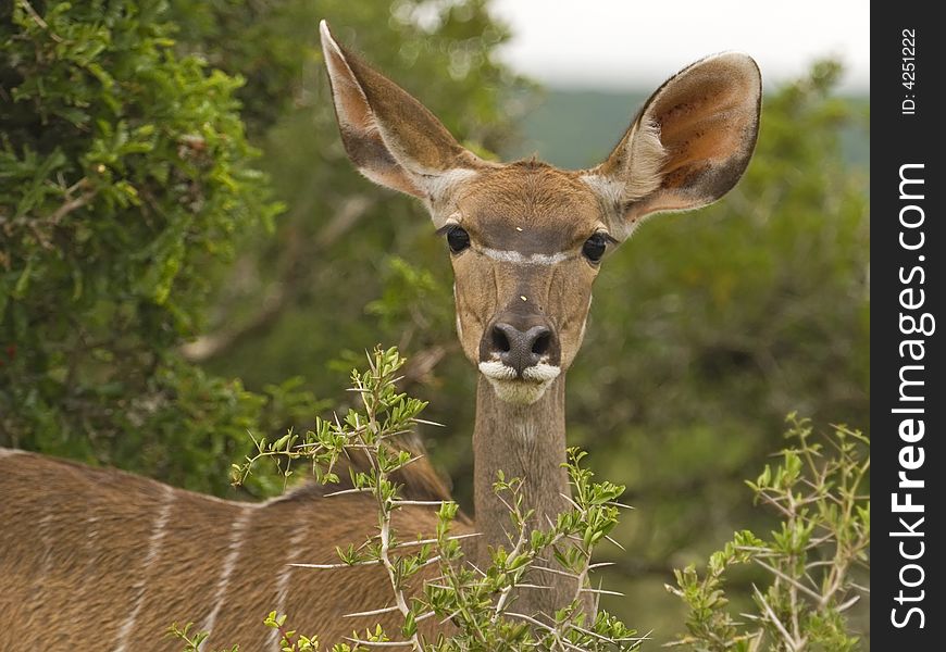 The Kudu is an African Antelope with incredible senses. The Kudu is an African Antelope with incredible senses