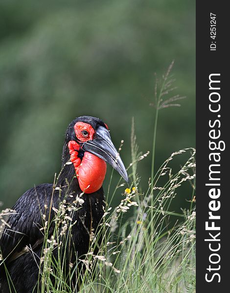 Ground Hornbill hunting for insects in the grass. Ground Hornbill hunting for insects in the grass