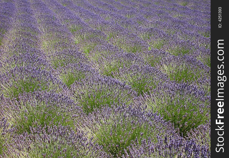 Lavender field in Provence, France