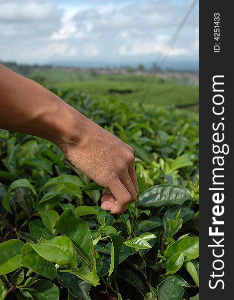 Picking up green tea that growth well in indonesia